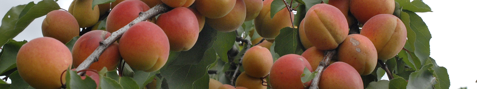 Reife Aprikosen am Baum ©Dr. Köhler