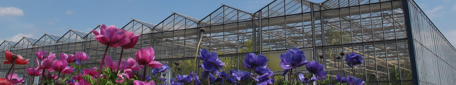 Blumen vor Gewächshaus ©DLR